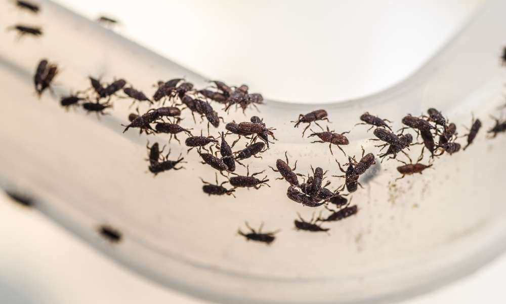 How to Get Rid of Weevils in My Bedroom