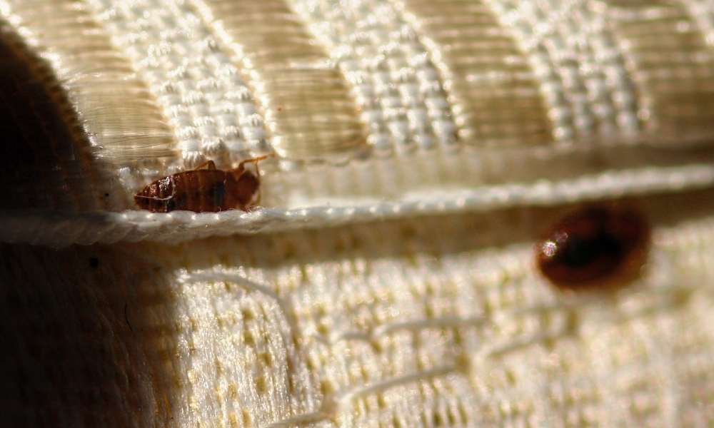 Red, Dark or Rusty Stains for Find Bed Bugs During The Day